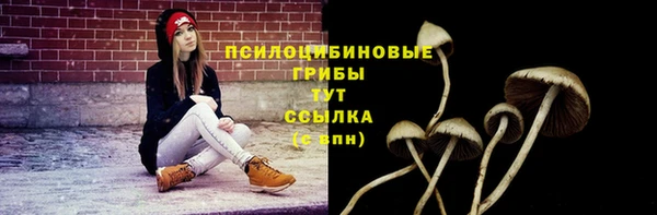 шишки Кодинск
